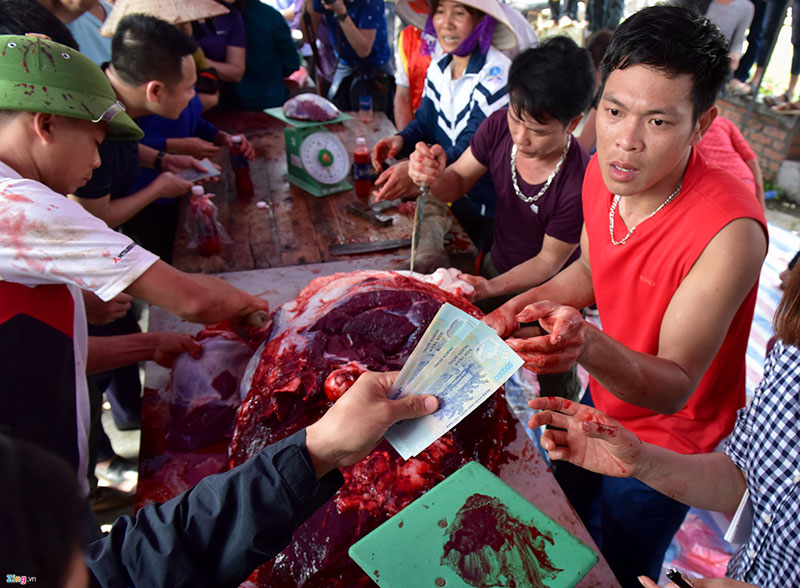 Mở cửa miễn phí, hội chọi trâu Hải Lựu vỡ trận